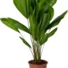 Waaierpalm (Licuala Grandis) D 27 H 130 Cm -Groene Bloom Winkel 8720196673858 0