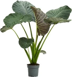 Olifantsoor (Alocasia 'Regal Shields') D 24 H 110 Cm 3 Olifantsoor (Alocasia 'Regal Shields') D 24 H 110 Cm