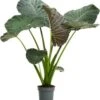 Olifantsoor (Alocasia 'Regal Shields') D 32 H 140 Cm 2 Olifantsoor (Alocasia 'Regal Shields') D 32 H 140 Cm -Groene Bloom Winkel 8720196674329 1