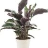 Calathea (Calathea 'Fusion White') D 10,5 H 35 Cm 1 Calathea (Calathea 'Fusion White') D 10,5 H 35 Cm -Groene Bloom Winkel 8720196678709 0