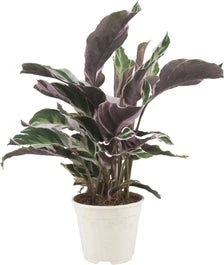 Calathea (Calathea 'Fusion White') D 10,5 H 35 Cm 3 Calathea (Calathea 'Fusion White') D 10,5 H 35 Cm