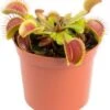 Venusvliegenvanger (Dionaea Muscipula) D 8,5 H 10 Cm 2 Venusvliegenvanger (Dionaea Muscipula) D 8,5 H 10 Cm -Groene Bloom Winkel 8720196680320