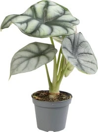 Olifantsoor (Alocasia 'Silver Dragon') D 6 H 17;5 Cm 3 Olifantsoor (Alocasia 'Silver Dragon') D 6 H 17;5 Cm