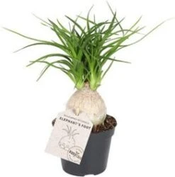 Olifantenpoot (Beaucarnea Recurvata 'Nolina') D 6 H 15 Cm