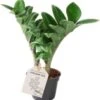 Dwerg Zamioculcas (Zamioculcas Zamiifolia 'Zenzi') D 6 H 18 Cm 2 Dwerg Zamioculcas (Zamioculcas Zamiifolia 'Zenzi') D 6 H 18 Cm -Groene Bloom Winkel 8720196683086