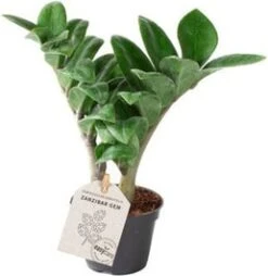 Dwerg Zamioculcas (Zamioculcas Zamiifolia 'Zenzi') D 6 H 18 Cm