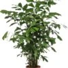 Vissenstaartpalm (Caryota Mitis) D 24 H 130 Cm 2 Vissenstaartpalm (Caryota Mitis) D 24 H 130 Cm -Groene Bloom Winkel 8720196684878
