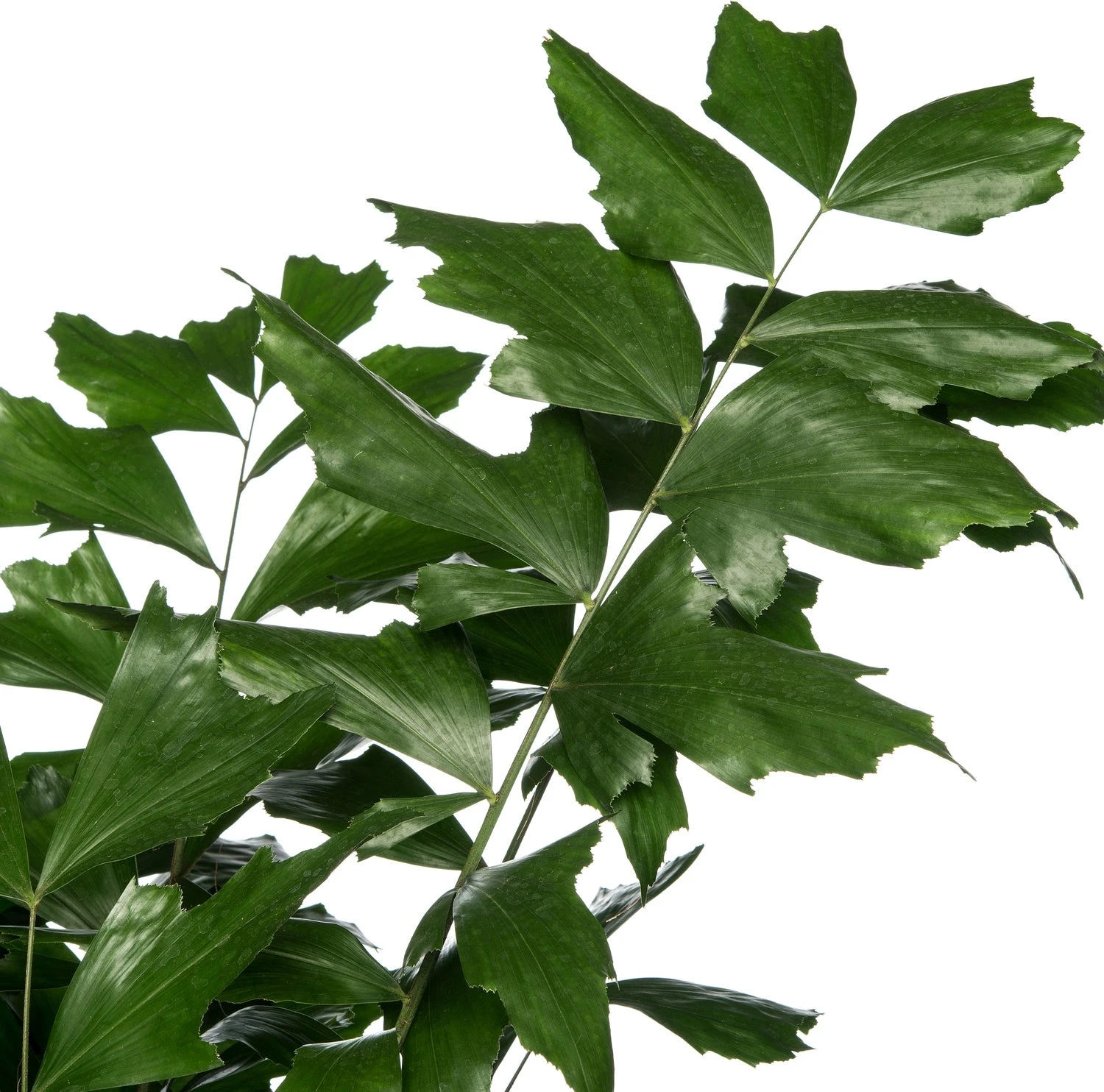 Vissenstaartpalm (Caryota Mitis) D 24 H 130 Cm 4 Vissenstaartpalm (Caryota Mitis) D 24 H 130 Cm - Afbeelding 2