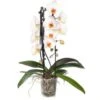 Vlinderorchidee 2 Tak Cascade Vorm (Phalaenopsis) Wit D 12 H 55 Cm 2 Vlinderorchidee 2 Tak Cascade Vorm (Phalaenopsis) Wit D 12 H 55 Cm -Groene Bloom Winkel 8720196684960