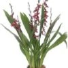 Cambria-orchidee (Cambria 'Barocco') D 12 H 50 Cm 2 Cambria-orchidee (Cambria 'Barocco') D 12 H 50 Cm -Groene Bloom Winkel 8720196685028 0