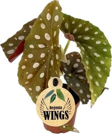 Stippenbegonia (Begonia Maculata) D 6 H 20 Cm