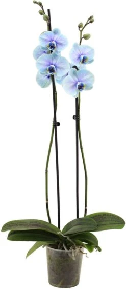 Vlinderorchidee 2 Tak (Phalaenopsis Multiflora 'Royal Lagoon') D 12 H 55 Cm
