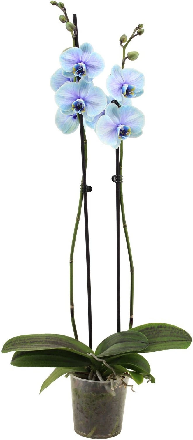 Vlinderorchidee 2 Tak (Phalaenopsis Multiflora 'Royal Lagoon') D 12 H 55 Cm 3 Vlinderorchidee 2 Tak (Phalaenopsis Multiflora 'Royal Lagoon') D 12 H 55 Cm