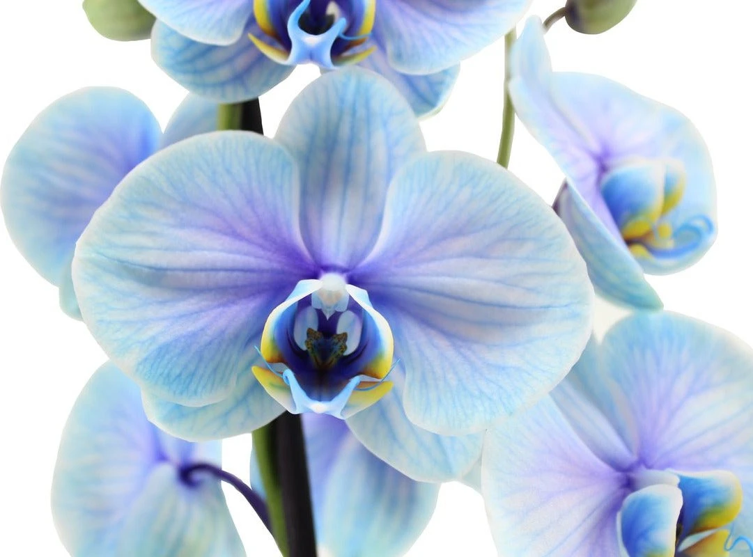 Vlinderorchidee 2 Tak (Phalaenopsis Multiflora 'Royal Lagoon') D 12 H 55 Cm 4 Vlinderorchidee 2 Tak (Phalaenopsis Multiflora 'Royal Lagoon') D 12 H 55 Cm - Afbeelding 2