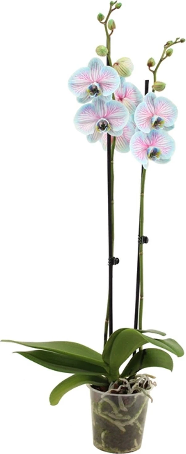 Vlinderorchidee 2 Tak (Phalaenopsis Multiflora 'Royal Bubblegum') D 12 H 55 Cm 3 Vlinderorchidee 2 Tak (Phalaenopsis Multiflora 'Royal Bubblegum') D 12 H 55 Cm
