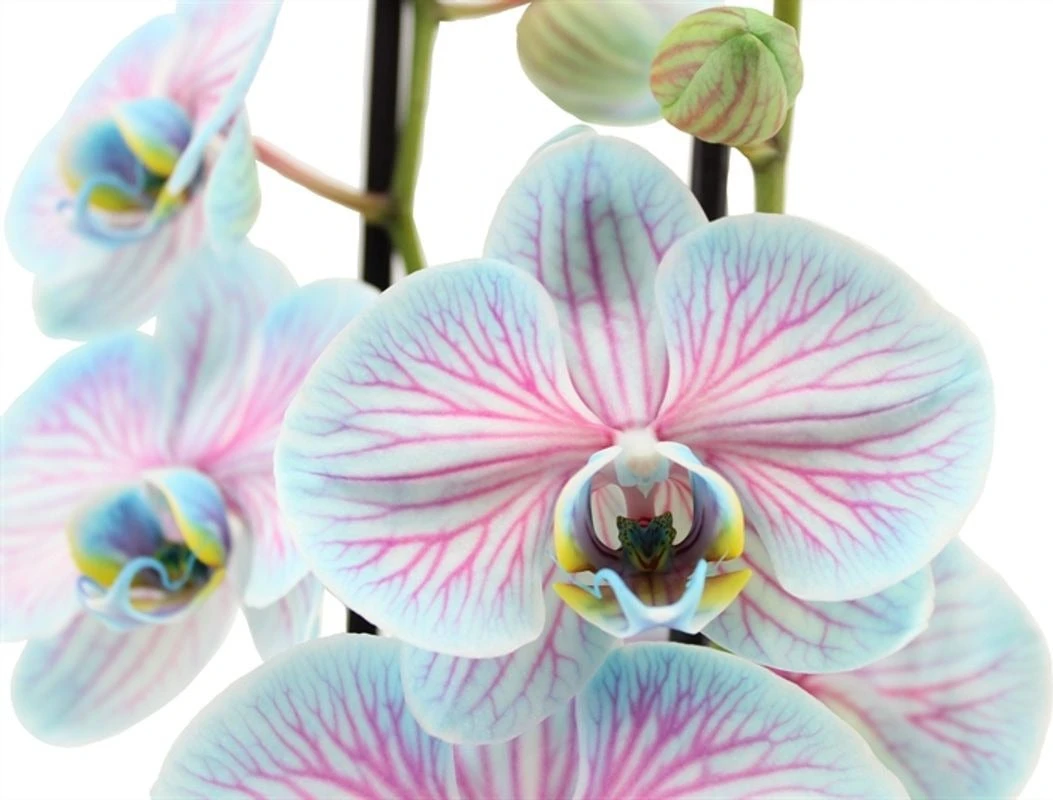 Vlinderorchidee 2 Tak (Phalaenopsis Multiflora 'Royal Bubblegum') D 12 H 55 Cm 4 Vlinderorchidee 2 Tak (Phalaenopsis Multiflora 'Royal Bubblegum') D 12 H 55 Cm - Afbeelding 2