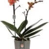 Vlinderorchidee 2 Tak (Phalaenopsis Multiflora) Oranje D 12 H 50 Cm 2 Vlinderorchidee 2 Tak (Phalaenopsis Multiflora) Oranje D 12 H 50 Cm -Groene Bloom Winkel 8720196695652