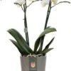 Vlinderorchidee 2 Tak (Phalaenopsis Multiflora) Wit D 12 H 50 Cm -Groene Bloom Winkel 8720196695676