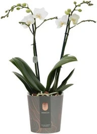 Vlinderorchidee 2 Tak (Phalaenopsis Multiflora) Wit D 12 H 50 Cm