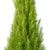 Kamercipres (Cupressus Macrocarpa 'Goldcrest Wilma') D 24 H 150 Cm 1 Kamercipres (Cupressus Macrocarpa 'Goldcrest Wilma') D 24 H 150 Cm -Groene Bloom Winkel 8720196696796