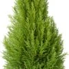 Kamercipres (Cupressus Macrocarpa 'Goldcrest Wilma') D 24 H 95 Cm -Groene Bloom Winkel 8720196696802
