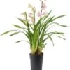 Cymbidium (Cymbidium) Lichtroze D 14 H 85 Cm -Groene Bloom Winkel 8720196697243