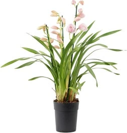 Cymbidium (Cymbidium) Lichtroze D 14 H 85 Cm 3 Cymbidium (Cymbidium) Lichtroze D 14 H 85 Cm