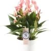 Flamingoplant (Anthurium 'Lilli') D 14 H 45 Cm 1 Flamingoplant (Anthurium 'Lilli') D 14 H 45 Cm -Groene Bloom Winkel 8720196698431