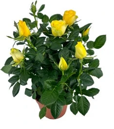 Potroos (Rosa 'Roma Dolc'Amore') Geel D 14 H 32 Cm