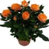 Potroos (Rosa 'Roma Dolc'Amore') Oranje D 14 H 32 Cm 2 Potroos (Rosa 'Roma Dolc'Amore') Oranje D 14 H 32 Cm -Groene Bloom Winkel 8720196705306