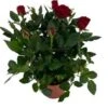 Potroos (Rosa 'Roma Dolc'Amore') Rood D 14 H 32 Cm 2 Potroos (Rosa 'Roma Dolc'Amore') Rood D 14 H 32 Cm -Groene Bloom Winkel 8720196710904