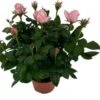 Potroos (Rosa 'Roma Dolc'Amore') Roze D 14 H 32 Cm 1 Potroos (Rosa 'Roma Dolc'Amore') Roze D 14 H 32 Cm -Groene Bloom Winkel 8720196710928