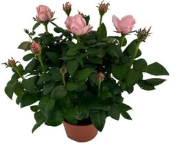 Potroos (Rosa 'Roma Dolc'Amore') Roze D 14 H 32 Cm 3 Potroos (Rosa 'Roma Dolc'Amore') Roze D 14 H 32 Cm