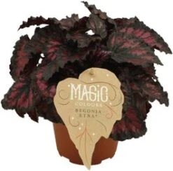 Bladbegonia (Begonia Rex (MC) 'Etna') D 12 H 25 Cm