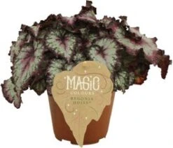 Bladbegonia (Begonia Rex (MC) 'Odissi') D 12 H 25 Cm