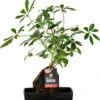 Lova Arrangement Vingersboom (Schefflera) D 17 H 30 Cm 2 Lova Arrangement Vingersboom (Schefflera) D 17 H 30 Cm -Groene Bloom Winkel 8720196720866