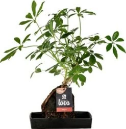 Lova Arrangement Vingersboom (Schefflera) D 17 H 30 Cm
