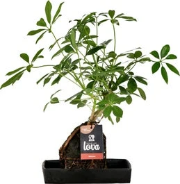 Lova Arrangement Vingersboom (Schefflera) D 17 H 30 Cm 3 Lova Arrangement Vingersboom (Schefflera) D 17 H 30 Cm