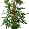 Philodendron Op Mosstok (Philodendron Pedatum ) D 27 H 120 Cm 2 Philodendron Op Mosstok (Philodendron Pedatum ) D 27 H 120 Cm -Groene Bloom Winkel 8720196723294