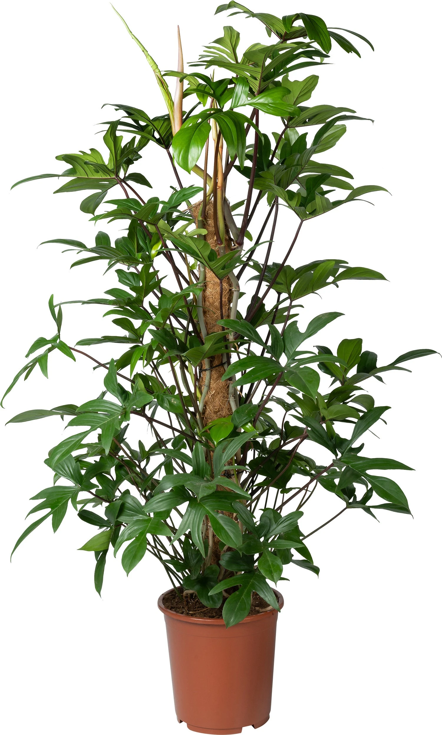 Philodendron Op Mosstok (Philodendron Pedatum ) D 27 H 120 Cm 3 Philodendron Op Mosstok (Philodendron Pedatum ) D 27 H 120 Cm