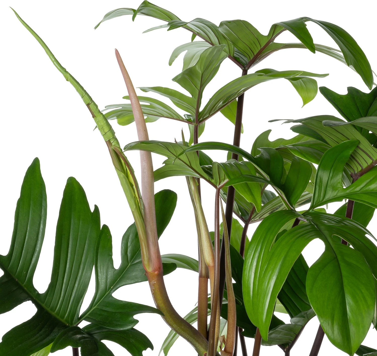 Philodendron Op Mosstok (Philodendron Pedatum ) D 27 H 120 Cm 4 Philodendron Op Mosstok (Philodendron Pedatum ) D 27 H 120 Cm - Afbeelding 2