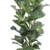 Vioolbladplant (Ficus Lyrata) D 34 H 180 Cm 1 Vioolbladplant (Ficus Lyrata) D 34 H 180 Cm -Groene Bloom Winkel 8720196723539