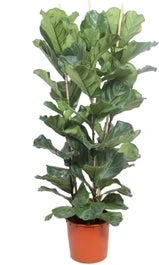 Vioolbladplant (Ficus Lyrata) D 34 H 180 Cm