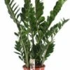 Zamioculcas (Zamioculcas Zamiifolia) D 24 H 115 Cm 1 Zamioculcas (Zamioculcas Zamiifolia) D 24 H 115 Cm -Groene Bloom Winkel 8720196723591 0