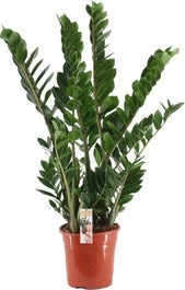 Zamioculcas (Zamioculcas Zamiifolia) D 24 H 115 Cm