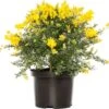 Kamerbrem (Cytisus Racemosus) D 13 H 25 Cm 2 Kamerbrem (Cytisus Racemosus) D 13 H 25 Cm -Groene Bloom Winkel 8720196733064