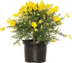 Kamerbrem (Cytisus Racemosus) D 13 H 25 Cm