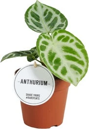 Aderplant (Anthurium Crystallinum 'Silver Blush') D 12 H 30 Cm
