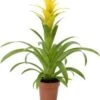 Guzmania (Guzmania 'Deseo Yellow') D 12 H 48 Cm -Groene Bloom Winkel 8720196750788