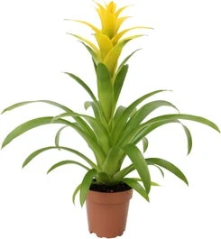 Guzmania (Guzmania 'Deseo Yellow') D 12 H 48 Cm
